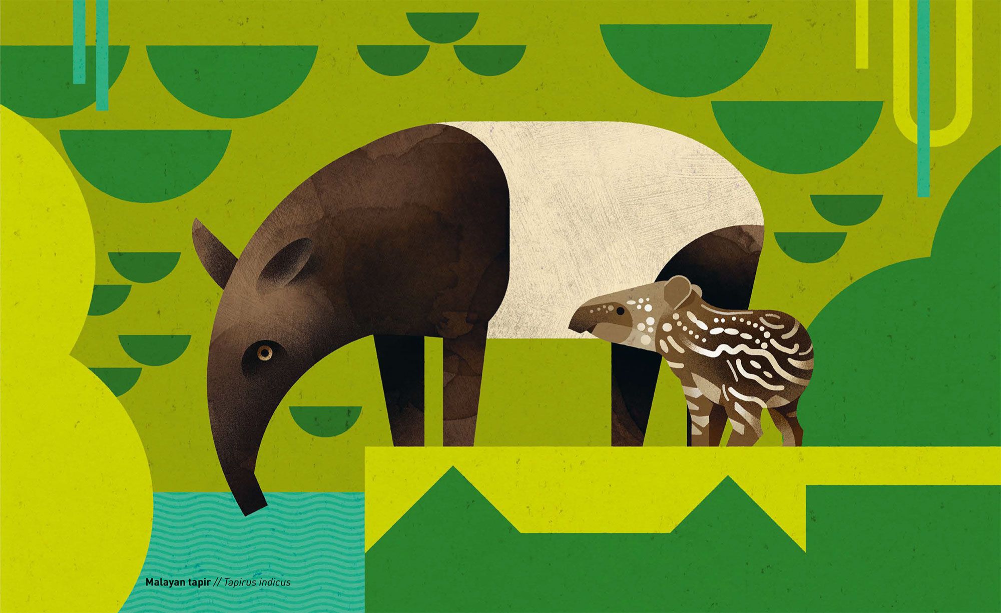 Wild Animals Of The South h/c - Image 5